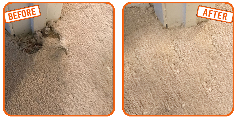 Pet Damaged Carpet Repair Riverland Village (historical)